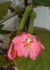 passiflora_molissima_141104.jpg