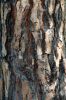 Pinus_nigra_bark.jpg