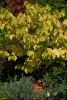 cercis_chinensis_avondale_h.jpg