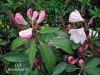 rhododendron_fortunei_1.jpg