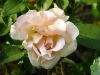 rose rosa123.jpg