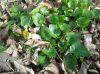 Ranunculus_ficaria_Grandiflora.jpg