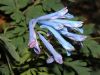 Corydalis curviflora x pachysantra 2a.jpg