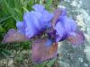 Iris Blueberry Tart.jpg