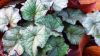 Cyclamen_hederifolium__Lysander_Silver_Leaf_.jpg