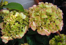 Neue Hortensie 24_4_1.JPG