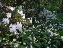 Bärlauch unter Rhododendron