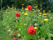 Duftwolke mit Ringelblumen