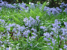 Hyacinthoides Hispanica