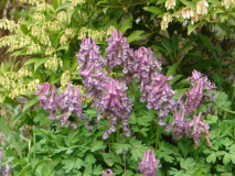 Lerchensporn