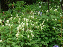 Lerchensporn in weiß