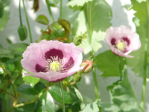 lila Mohn