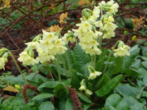 Schlüsselblume