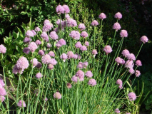 Schnittlauch Blüten