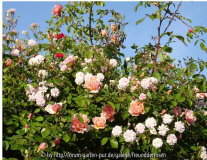 Albertine und Paul's Himalayan Musk