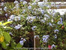 Plumbago