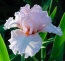 Benutzeravatar