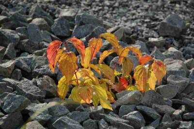 Cornus_Annys_Orange.jpg