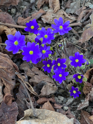 Für mich das leuchtenste Blau überhaupt. Noch viel mehr, als das Bild es hergibt. Die Farbe lässt sich einfach nicht einfangen.