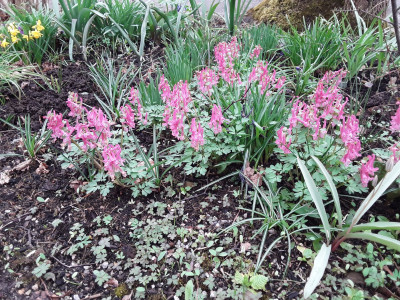 Corydalis solida Beth Evans