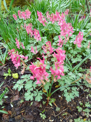 Corydalis solida Beth Evans