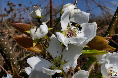 Nashi-Blüte.jpg