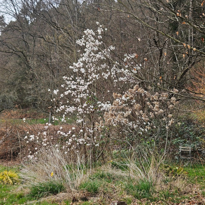 Magnolia x loebneri Merrill + Wildcat a 20250323_162023.jpg