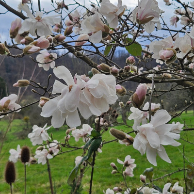 Magnolia x loebneri Merrill 20250323_161926.jpg