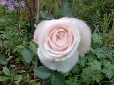 sdlm_20081016.jpg