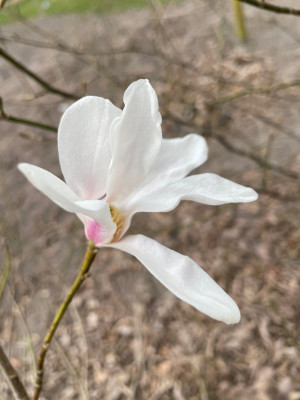 Magnolia zenii March 2025.jpg