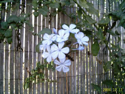plumbago_dec01.jpg