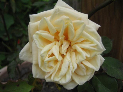 mme_berard_10-2008_Small.JPG