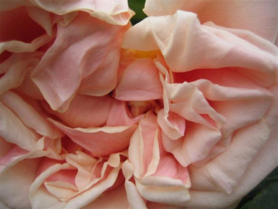baronne_henriette_snoy_herz_10-2008_Small.JPG