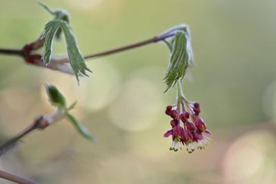 Acer-aconitifolium-Mar2825_048-a4.jpg
