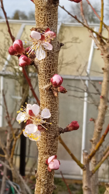 Aprikosenblüte 03.25.jpg