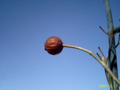 hagebutte01.jpg