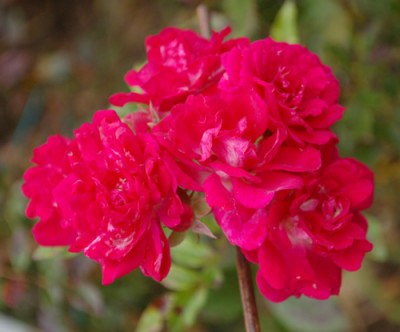 Super_Excelsa_0011_R_40170.jpg