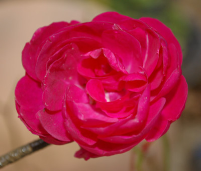 Geschwinds_Schonste_0010__40135.jpg
