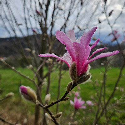 Magnolia x loebneri Leonard Messel 20250323_162103.jpg