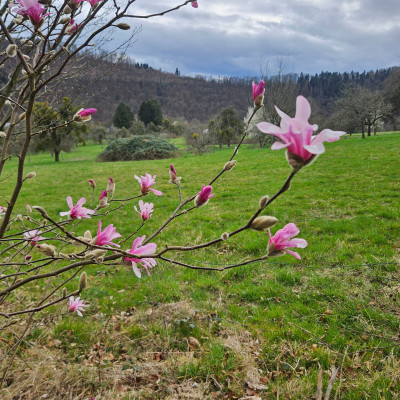Magnolia x loebneri Leonard Messel 20250323_162055.jpg