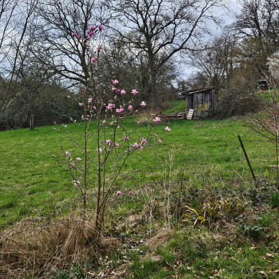 Magnolia x loebneri Leonard Messel 20250323_161552.jpg