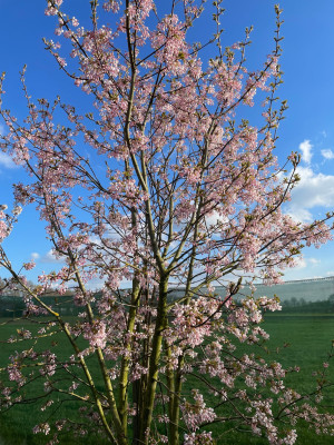 Staphylea holocarpa Rosea Marz 2025.jpg