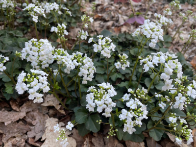 Cardamine trifoliata Marz 2025.jpg