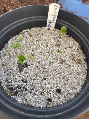 Euonymus myrianthus Germination March 2025.jpg