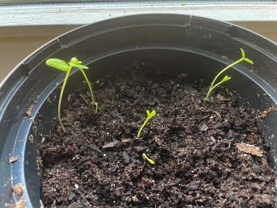 Mallotus japonicus Germination March 2025.jpg