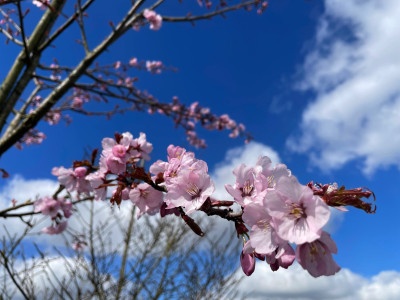 Prunus sargentii Bluete Marz 2025.jpg