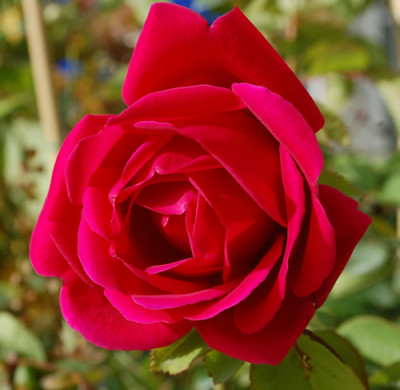 Dr._Andry_0010__0565.jpg
