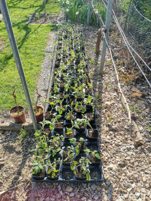 Tomaten 20250329.jpeg