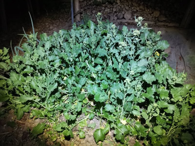 Cima di rapa 20250327.jpeg
