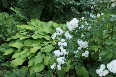 'Guirlande d'Amour'